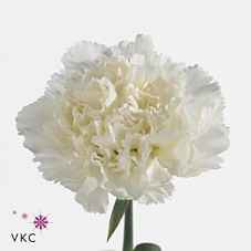 Срезанные цветы оптом Dianthus st delphi от 80шт из Голландии с доставкой по России