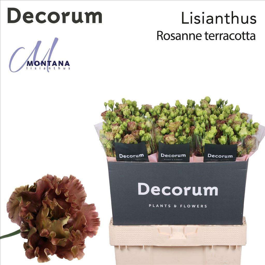 Срезанные цветы оптом Eustoma do rosanne light A от 140шт из Голландии с доставкой по России