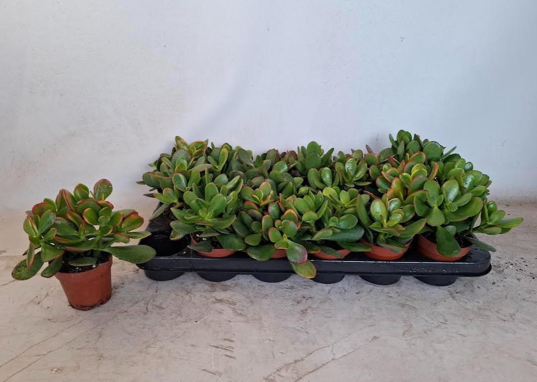 Горшечные цветы и растения оптом Crass Gem от 18шт (для телеги) из Голландии с доставкой по России