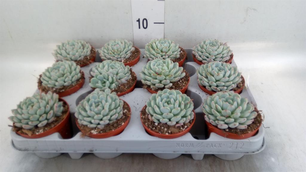 Горшечные цветы и растения оптом Echeveria Cuspidata от 12шт (для телеги) из Голландии с доставкой по России