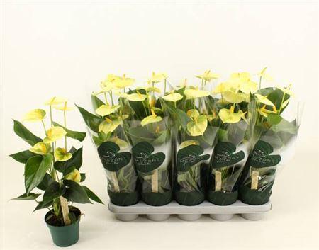 Горшечные цветы и растения оптом Anthu An Vanilla 6+ от 10шт из Голландии с доставкой по России