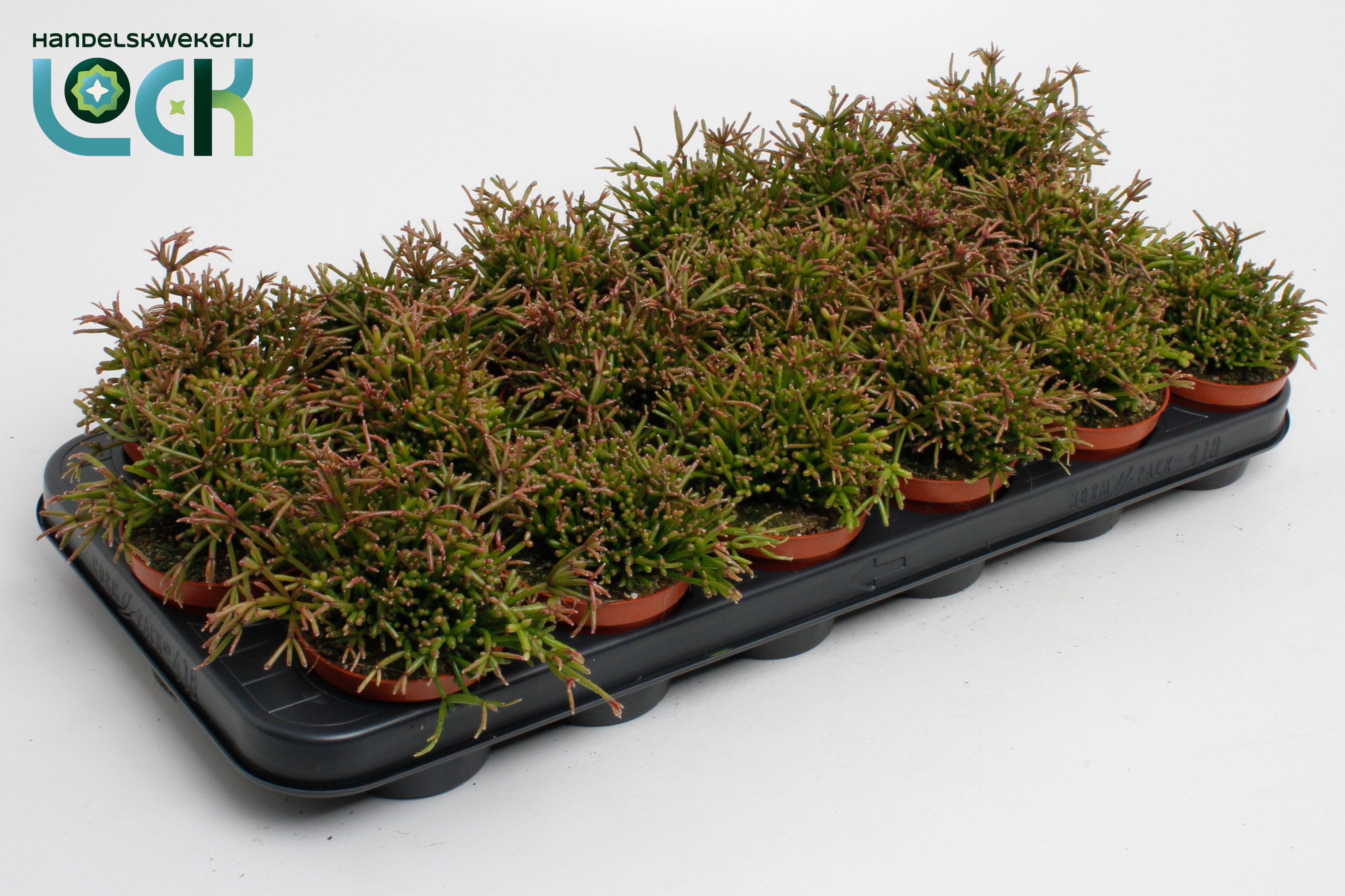 Горшечные цветы и растения оптом Rhipsalis Clavata от 18шт (для телеги) из Голландии с доставкой по России