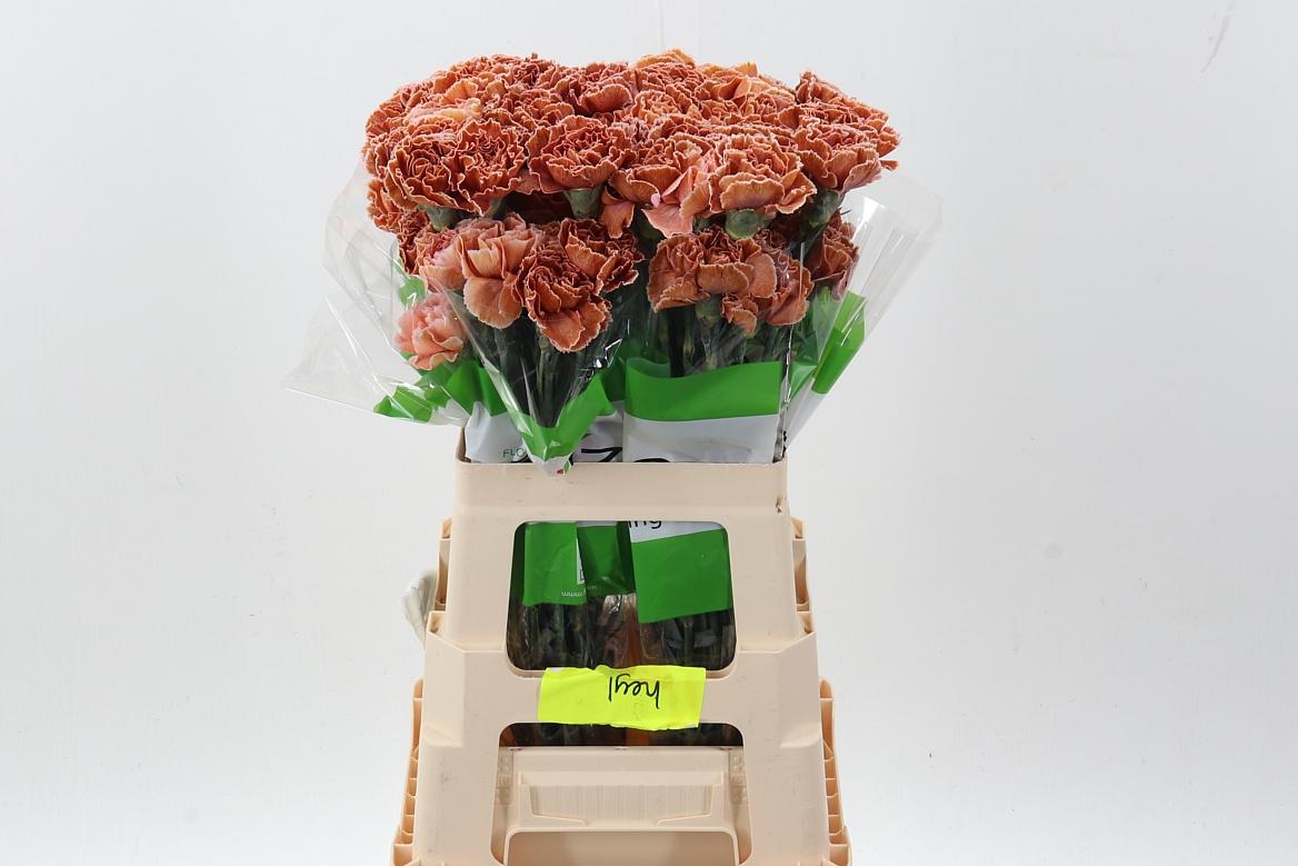 Срезанные цветы оптом Dianthus st paint vintage от 80шт из Голландии с доставкой по России