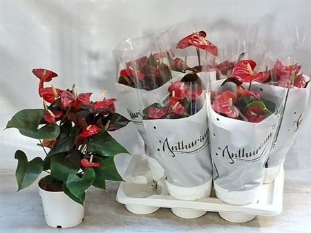 Горшечные цветы и растения оптом Anthu A Coral Champi 7+ от 6шт из Голландии с доставкой по России