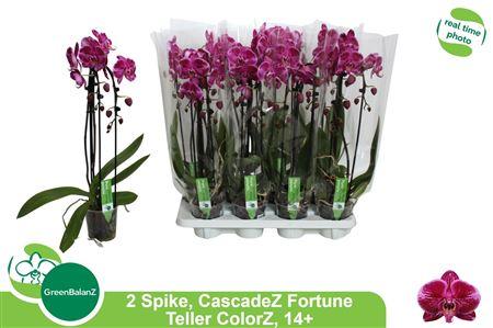 Горшечные цветы и растения оптом Phal El Cascade1 Branche 6+ 55cm * Spring Deal от 8шт из Голландии с доставкой по России