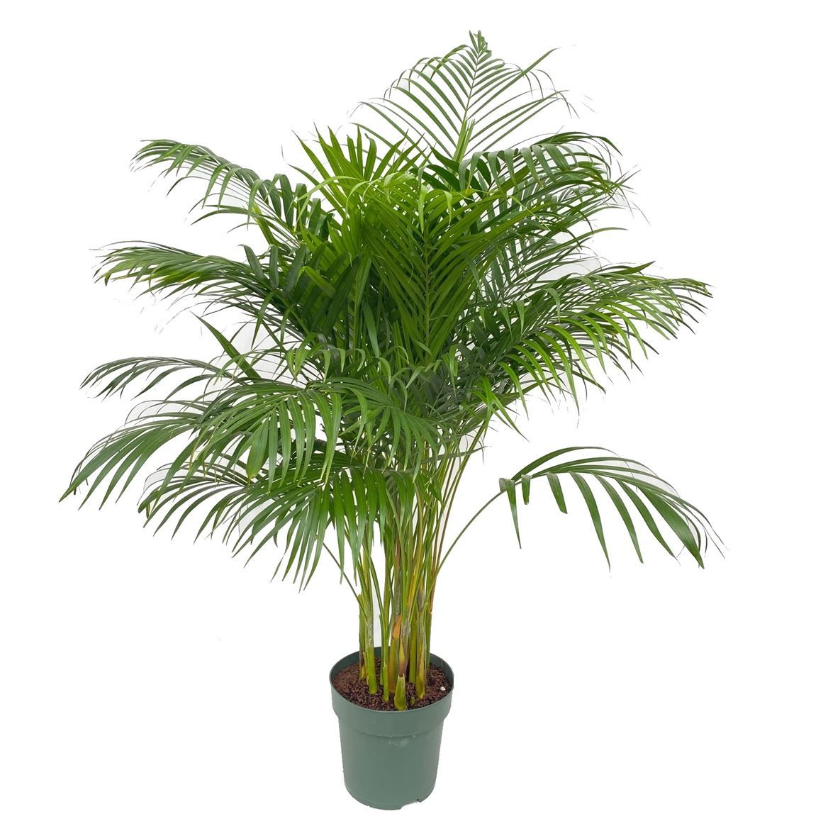 Горшечные цветы и растения оптом Dypsis Lutescens от 1шт из Голландии с доставкой по России