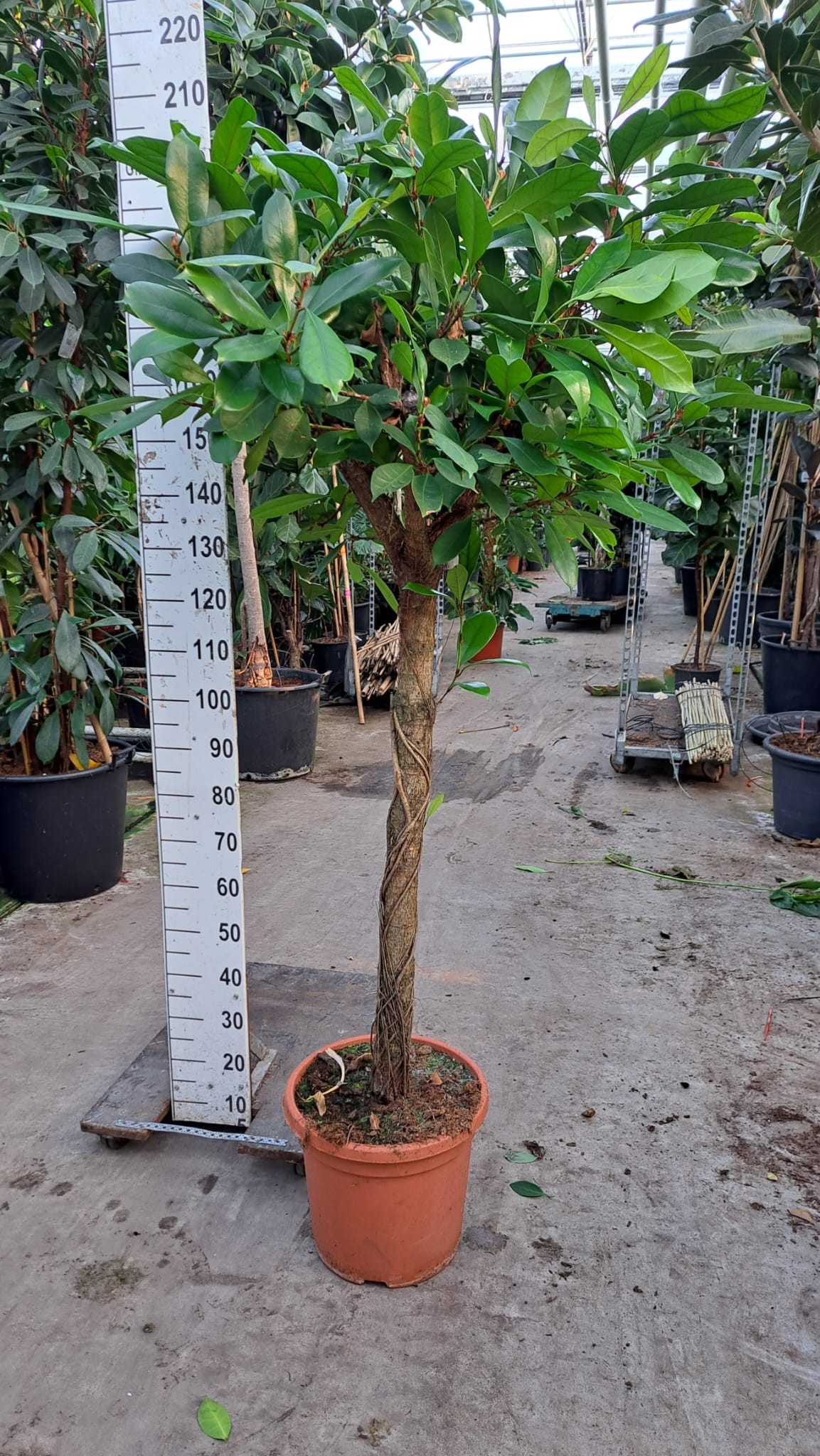 Горшечные цветы и растения оптом Ficus Cyathistipula On Stem от 1шт из Голландии с доставкой по России