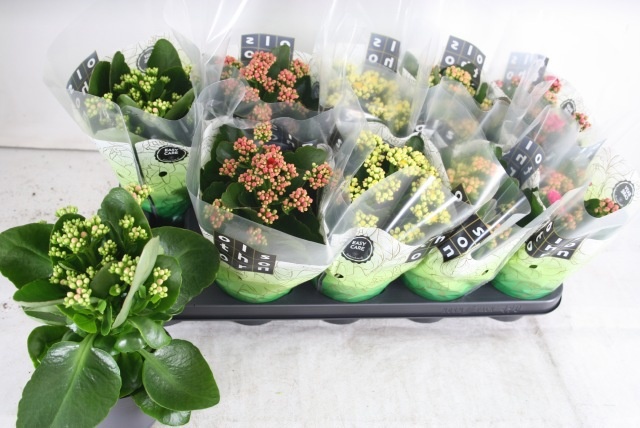 Горшечные цветы и растения оптом Kal Ge Gem 5 Kl от 10шт из Голландии с доставкой по России