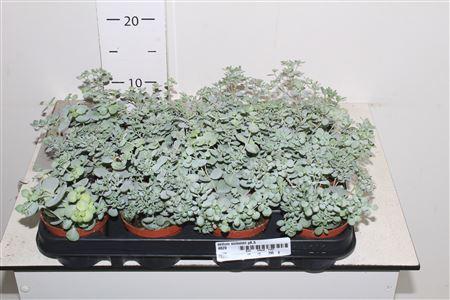 Горшечные цветы и растения оптом Sedum Sieboldii P8,5 от 12шт (для телеги) из Голландии с доставкой по России