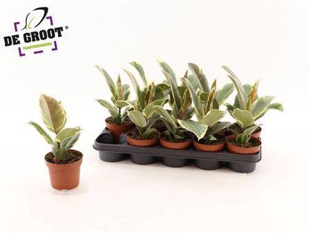 Горшечные цветы и растения оптом Ficus El Tineke от 10шт из Голландии с доставкой по России