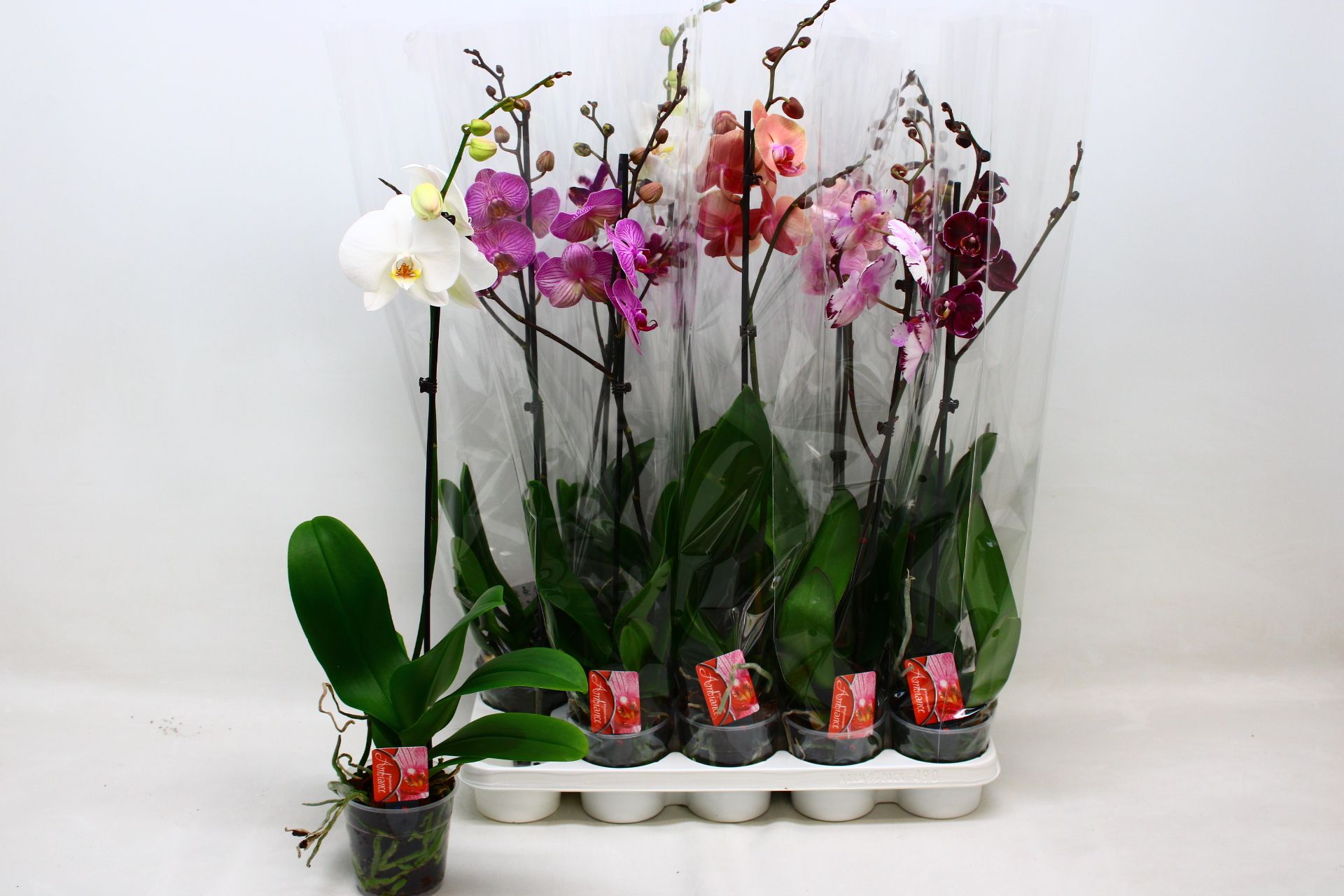 Горшечные цветы и растения оптом Phal Gem от 10шт''' из Голландии с доставкой по России