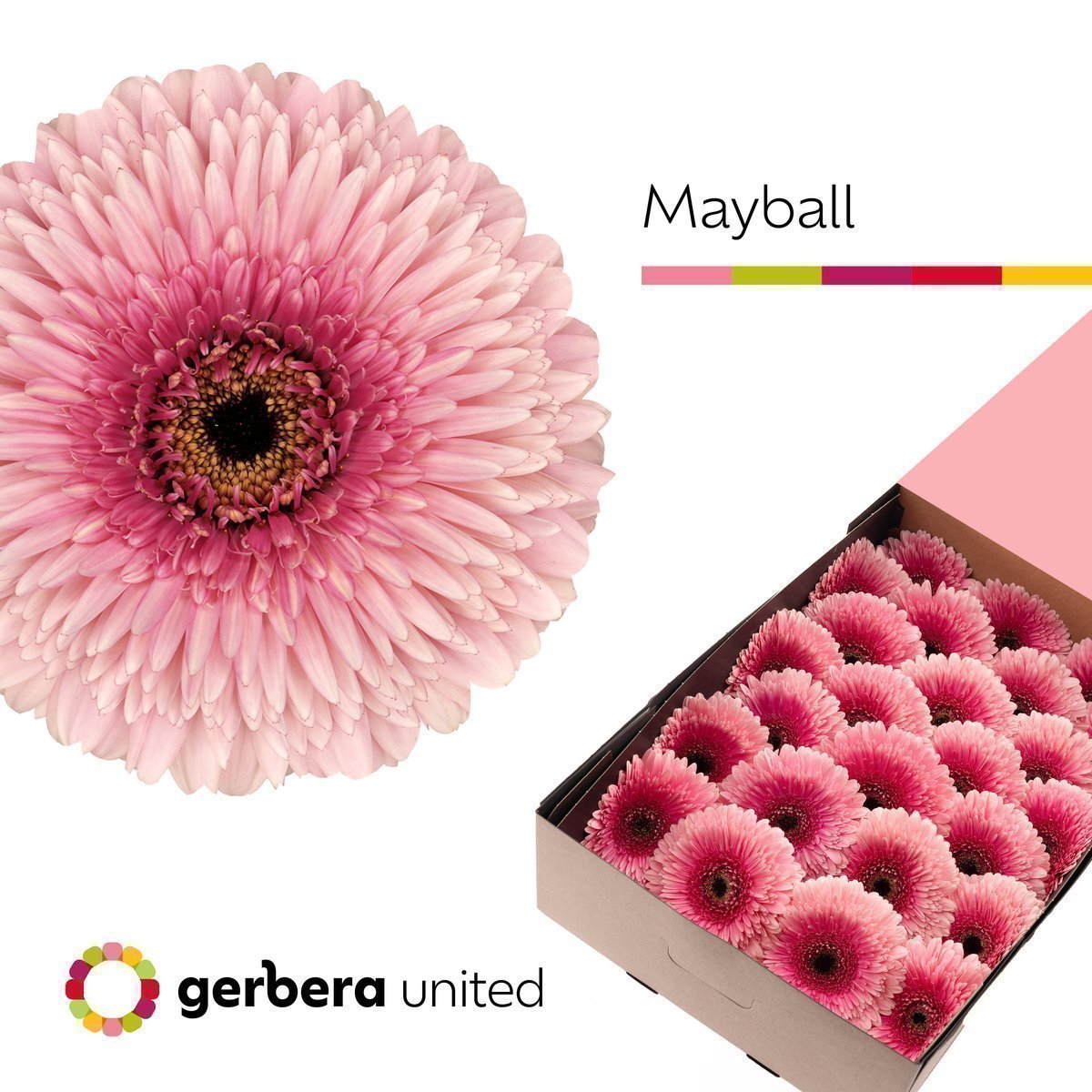 Срезанные цветы оптом Gerbera gerponi mayball от 25шт из Голландии с доставкой по России