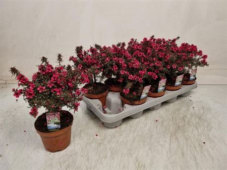 Горшечные цветы и растения оптом Lepto Scoparium от 10шт из Голландии с доставкой по России