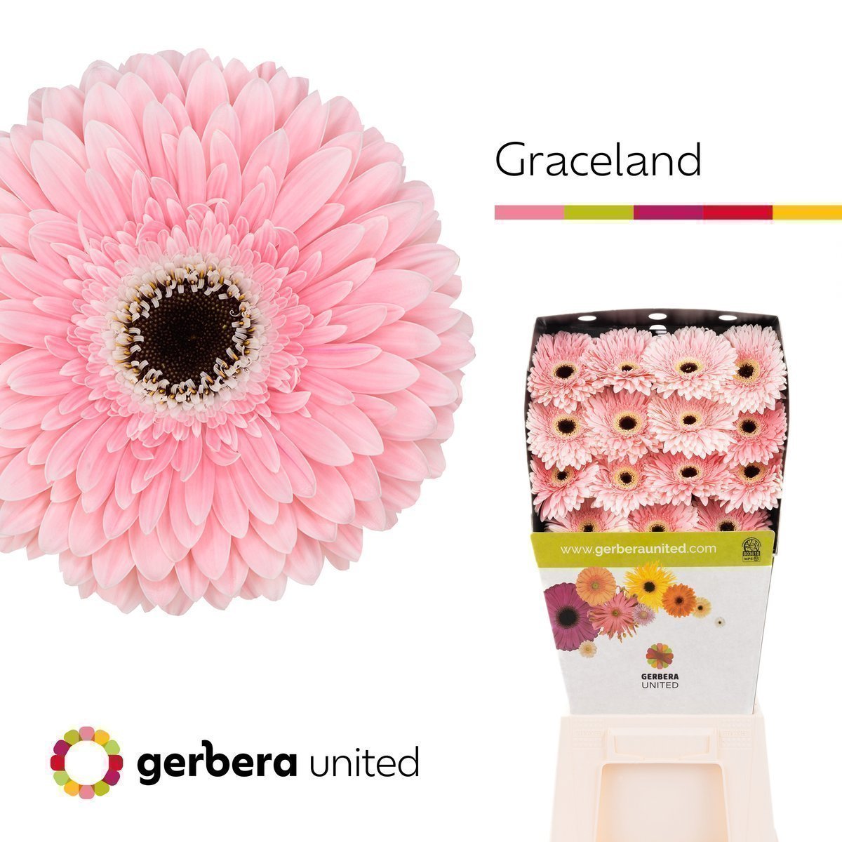 Срезанные цветы оптом Gerbera diamond graceland от 30шт из Голландии с доставкой по России