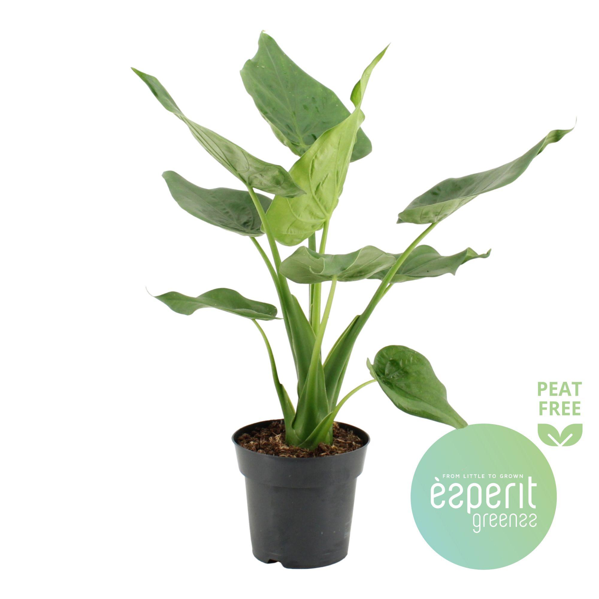 Горшечные цветы и растения оптом Alocasia Cucullata от 6шт (для телеги) из Голландии с доставкой по России