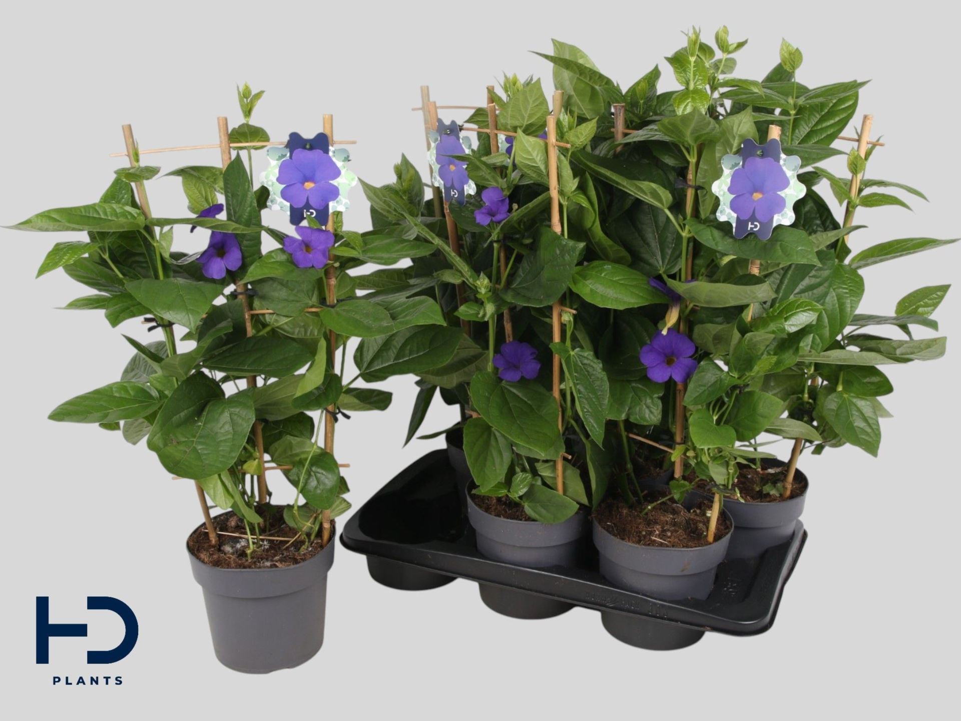Горшечные цветы и растения оптом Thunbergia Battiscombei от 6шт из Голландии с доставкой по России
