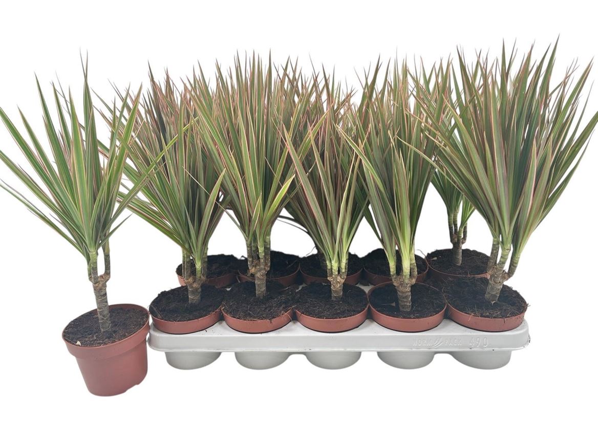 Горшечные цветы и растения оптом Drac Bicolor 15cm Stem от 10шт из Голландии с доставкой по России