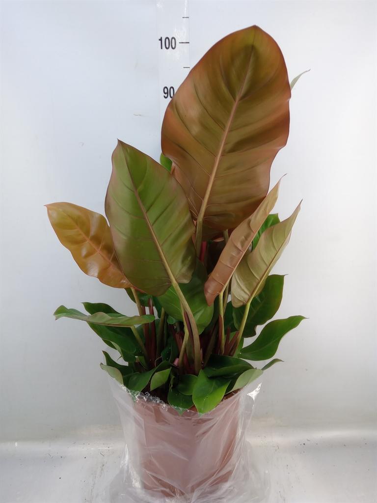 Горшечные цветы и растения оптом Philodendron   ... от 1шт из Голландии с доставкой по России