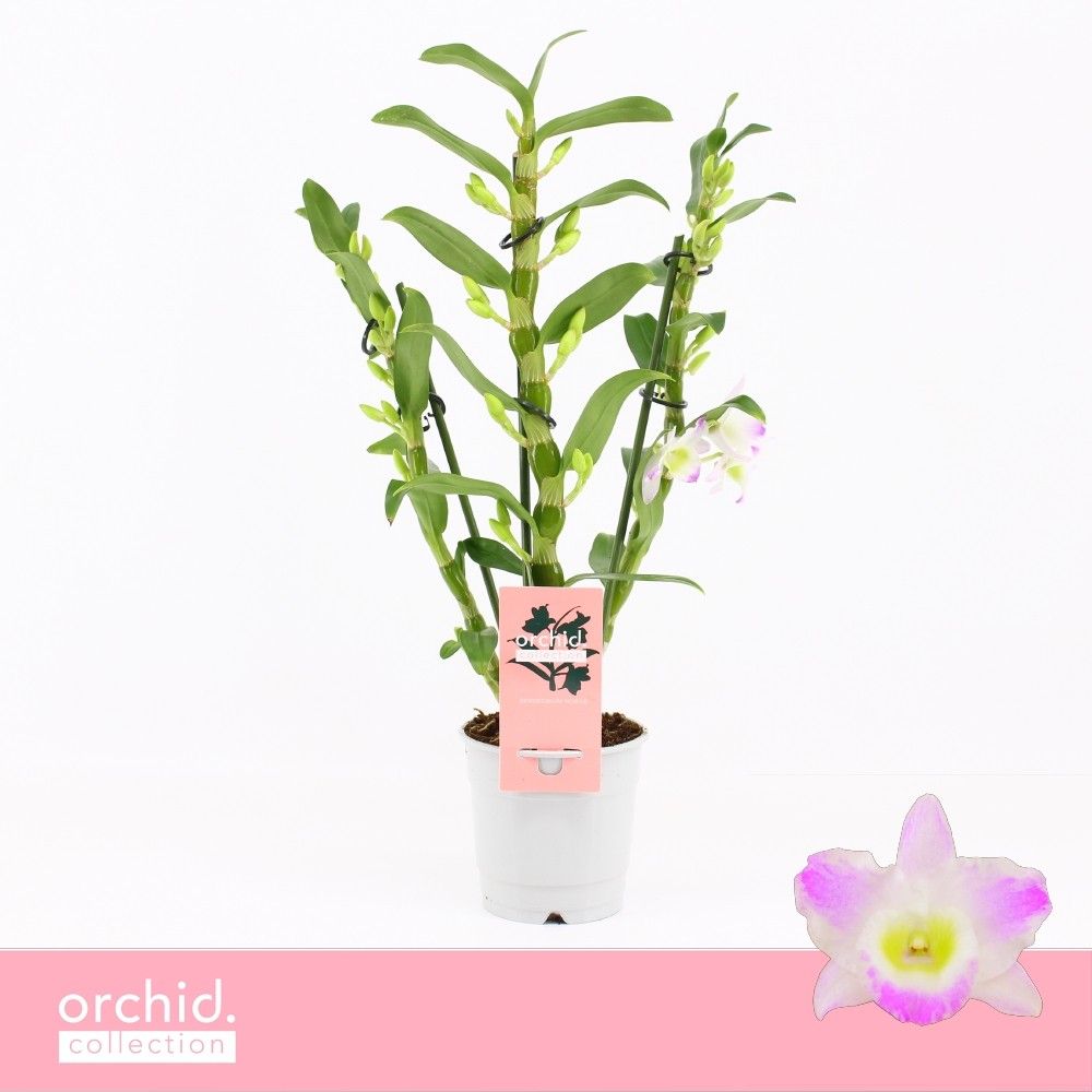 Горшечные цветы и растения оптом Dendr Nob 3st Pandora Compact Orchid Collection от 10шт из Голландии с доставкой по России