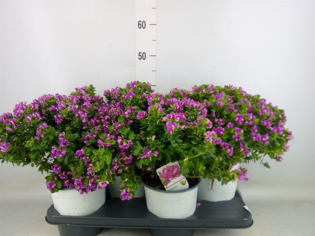 Горшечные цветы и растения оптом Polygala Myrtifolia от 4шт из Голландии с доставкой по России