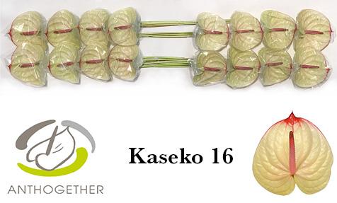 Срезанные цветы оптом Anthurium kaseko от 16шт из Голландии с доставкой по России