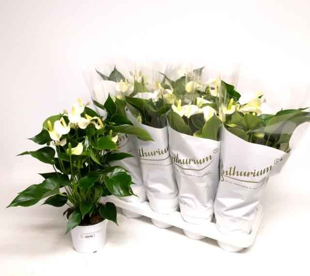 Горшечные цветы и растения оптом Anthu An White Champ от 8шт из Голландии с доставкой по России