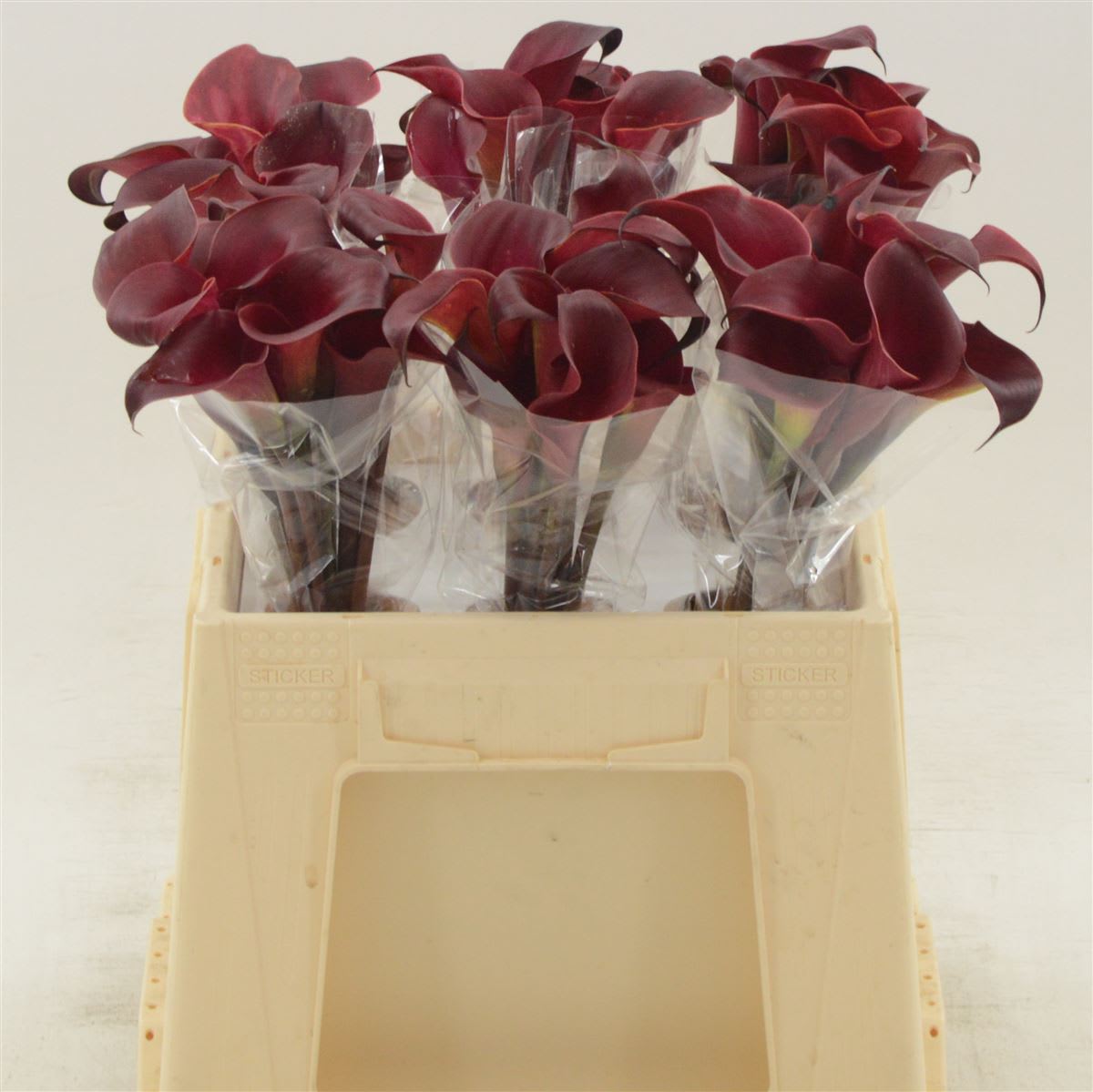 Срезанные цветы оптом Zantedeschia red charm от 60шт из Голландии с доставкой по России