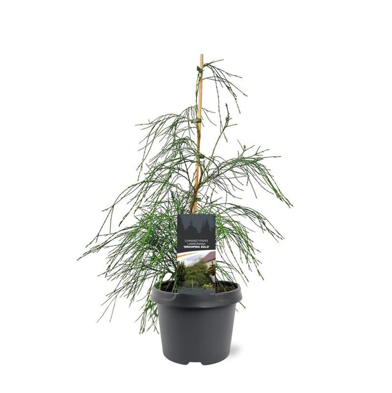 Горшечные цветы и растения оптом Chamaecyparis Laws Drooping Solo от 1шт из Голландии с доставкой по России