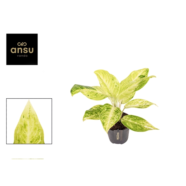 Горшечные цветы и растения оптом Aglaonema Citronelle от 6шт из Голландии с доставкой по России