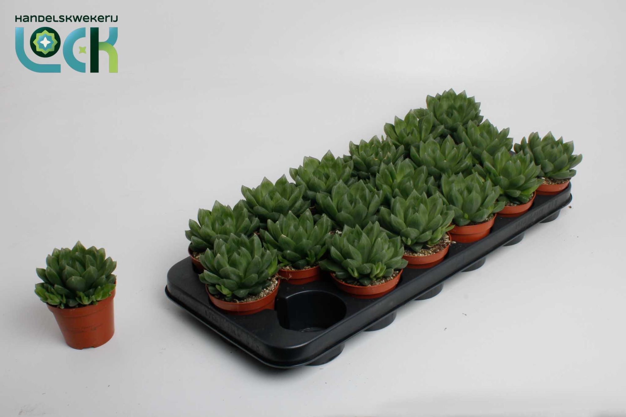 Горшечные цветы и растения оптом Haworthia Cooperii от 18шт (для телеги) из Голландии с доставкой по России