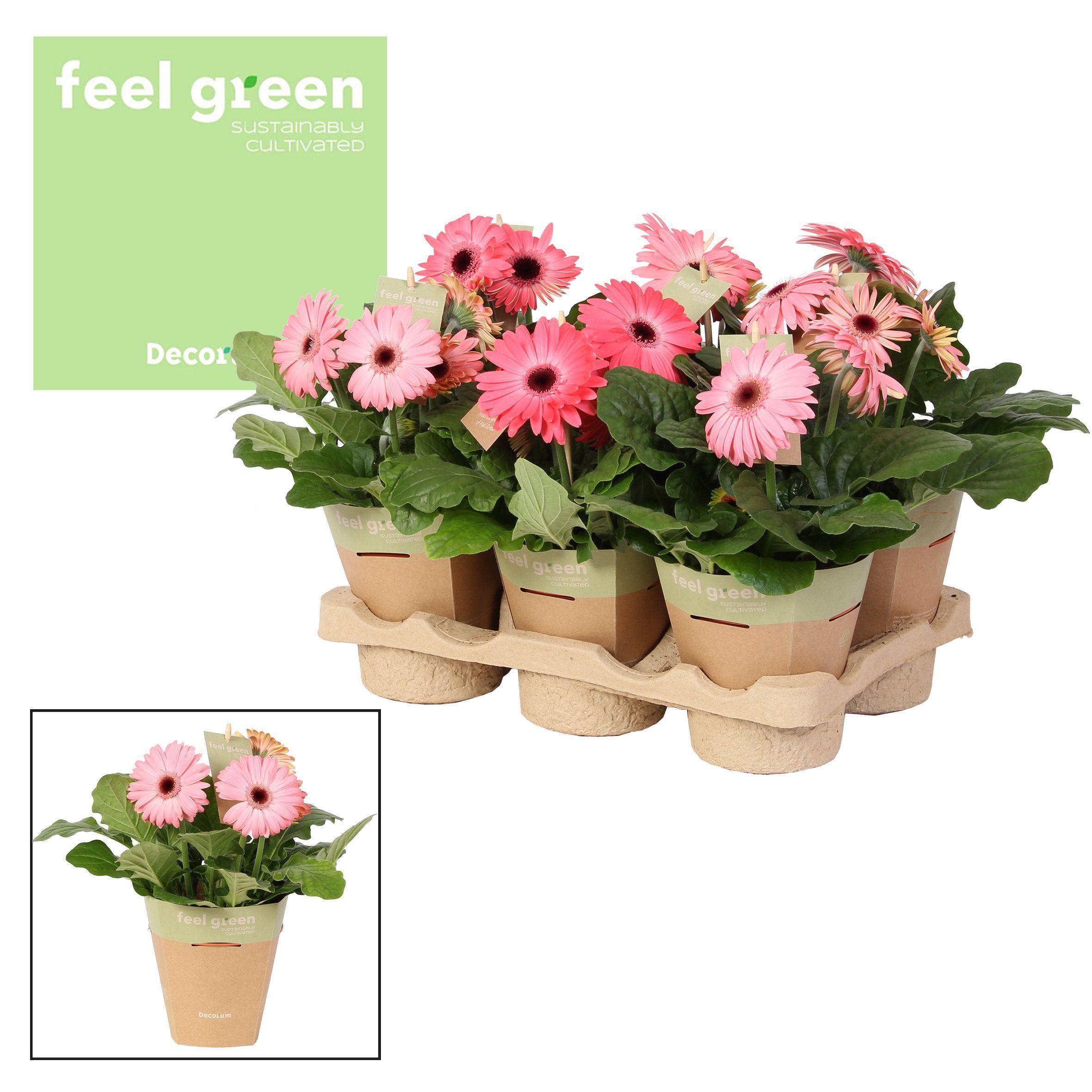 Горшечные цветы и растения оптом Gerbera Pink 2+ Feel Green (decorum) от 1шт (для телеги) из Голландии с доставкой по России