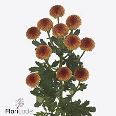 Срезанные цветы оптом Chrys sa madiba pompon orange от 75шт из Голландии с доставкой по России