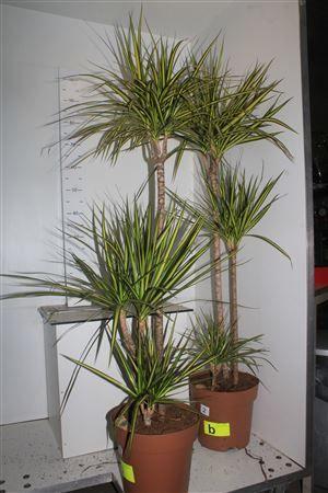 Горшечные цветы и растения оптом Dra Marg Sunray 90-45-15 Cm от 1шт из Голландии с доставкой по России