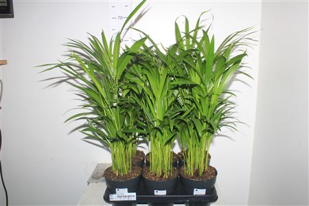 Горшечные цветы и растения оптом Dypsis Lutescens 30pp от 6шт из Голландии с доставкой по России