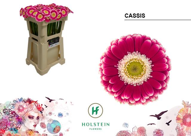 Срезанные цветы оптом Germini cassis от 80шт из Голландии с доставкой по России