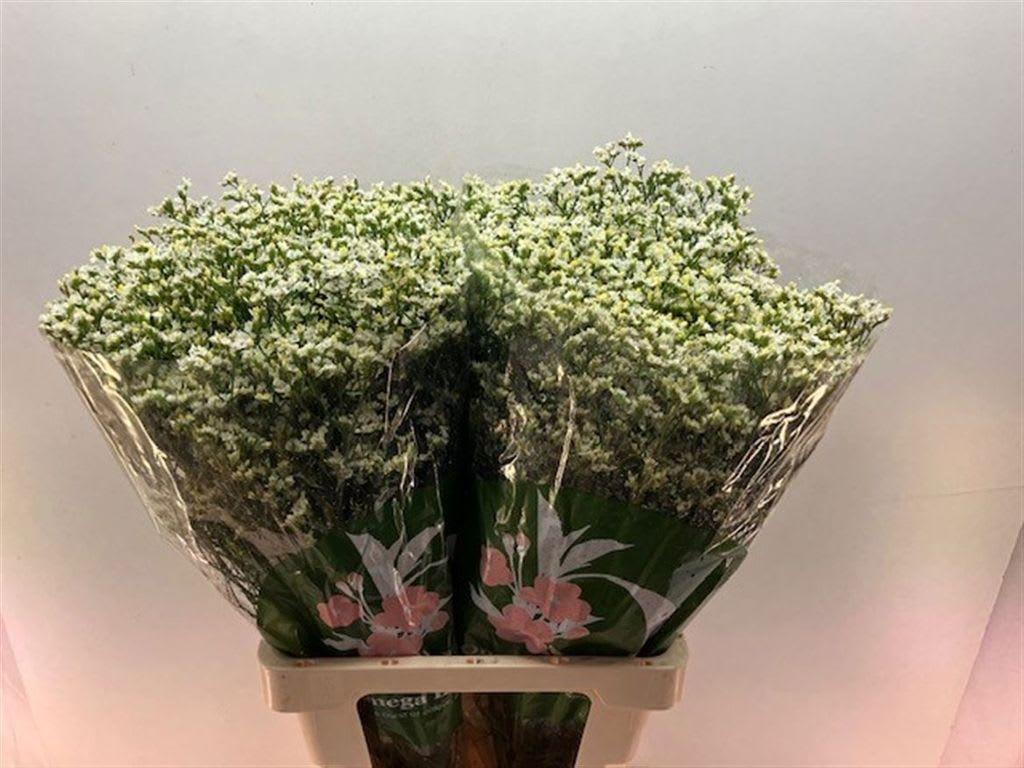 Срезанные цветы оптом Limonium pina colada от 50шт из Голландии с доставкой по России