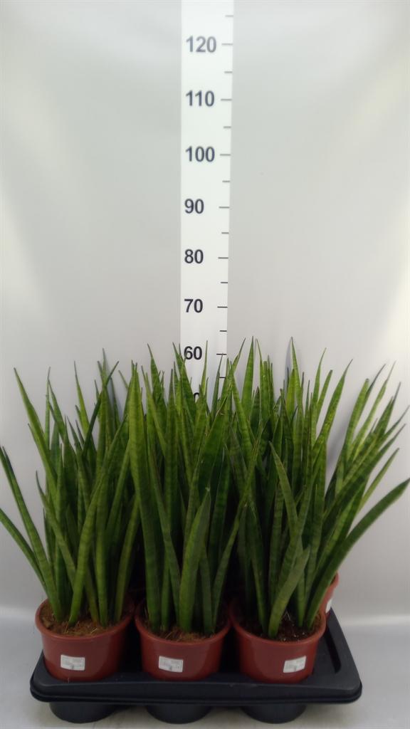 Горшечные цветы и растения оптом Sansevieria Zeylanica greenline от 6шт из Голландии с доставкой по России