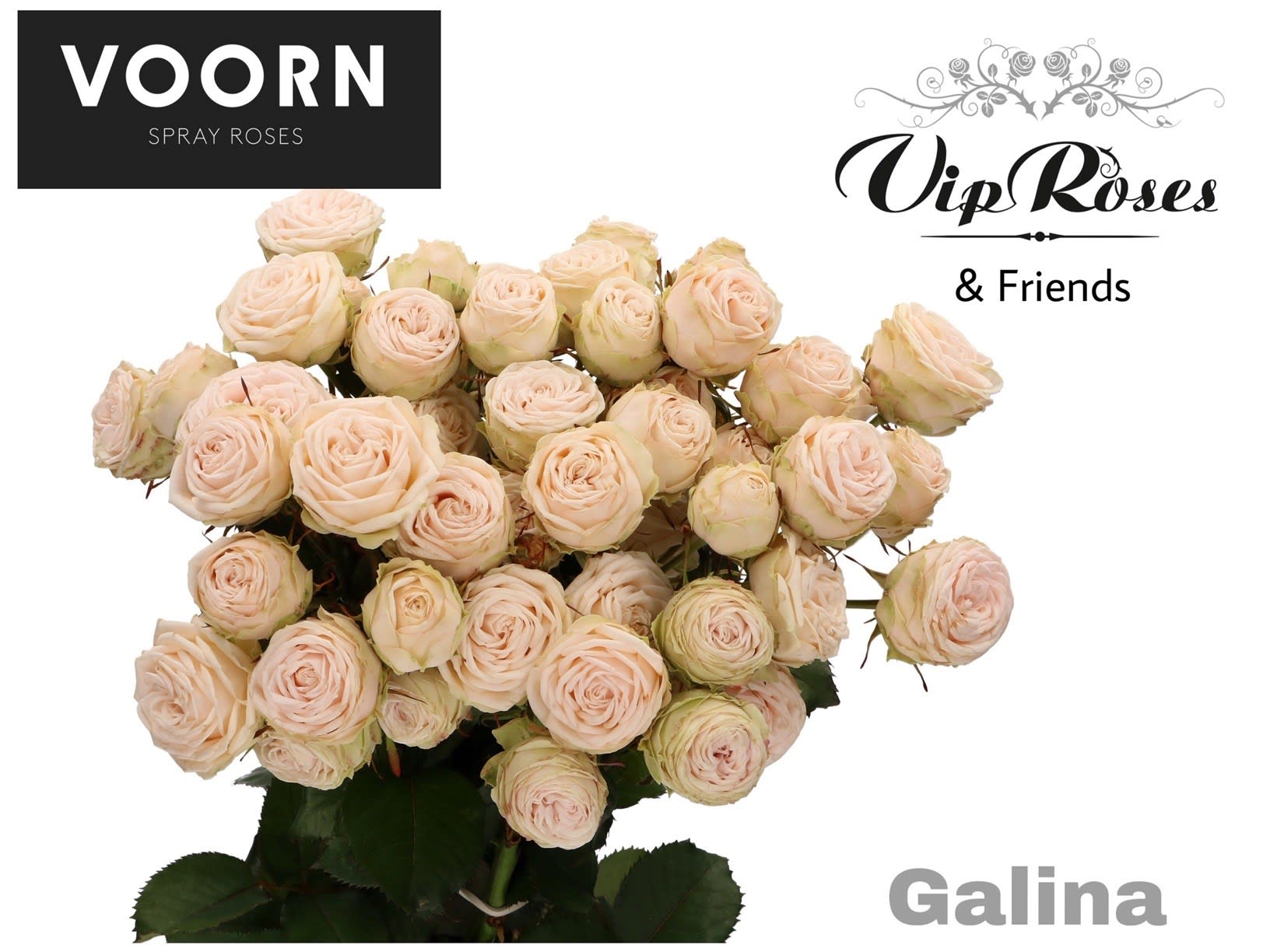 Срезанные цветы оптом Rosa spray galina от 30шт. из Голландии с доставкой по России