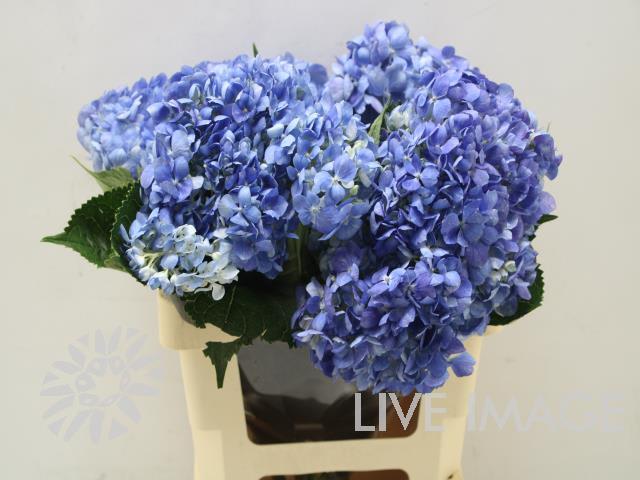 Срезанные цветы оптом Hydrangea blue dark от 5шт из Голландии с доставкой по России