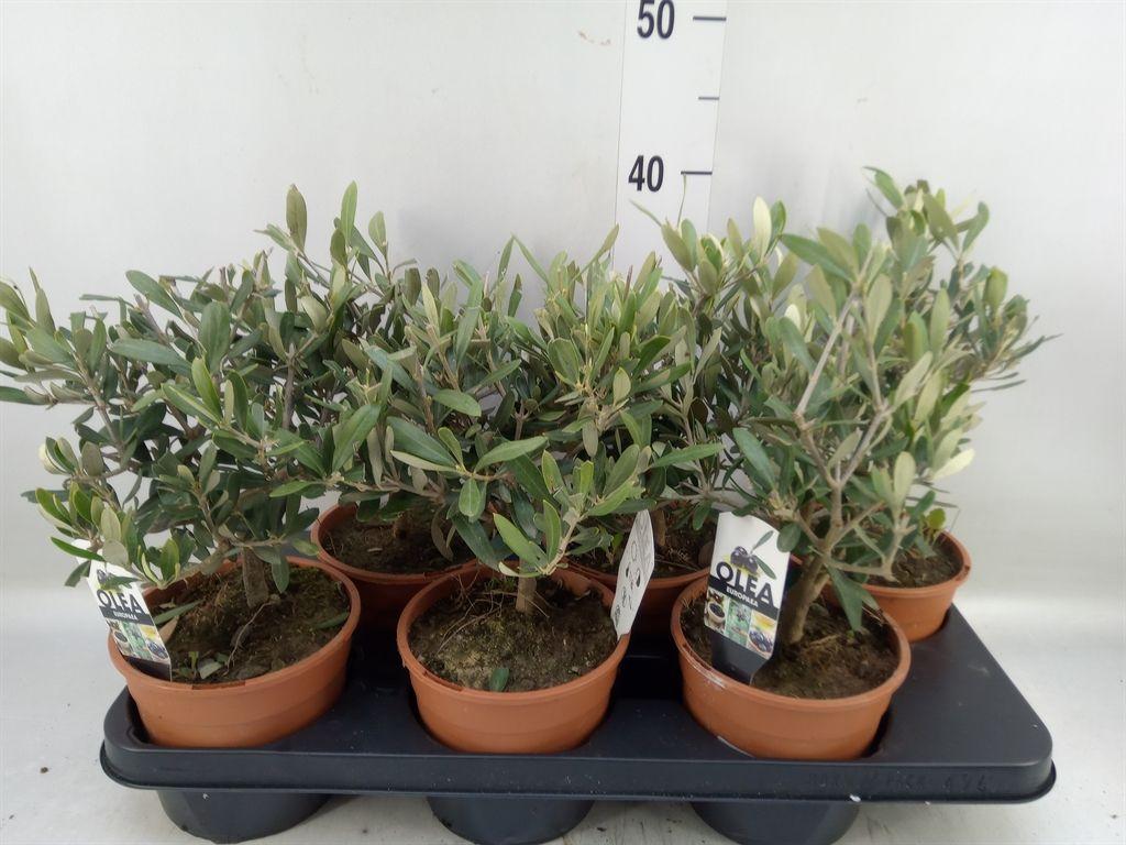 Горшечные цветы и растения оптом Olea Europaea от 6шт из Голландии с доставкой по России