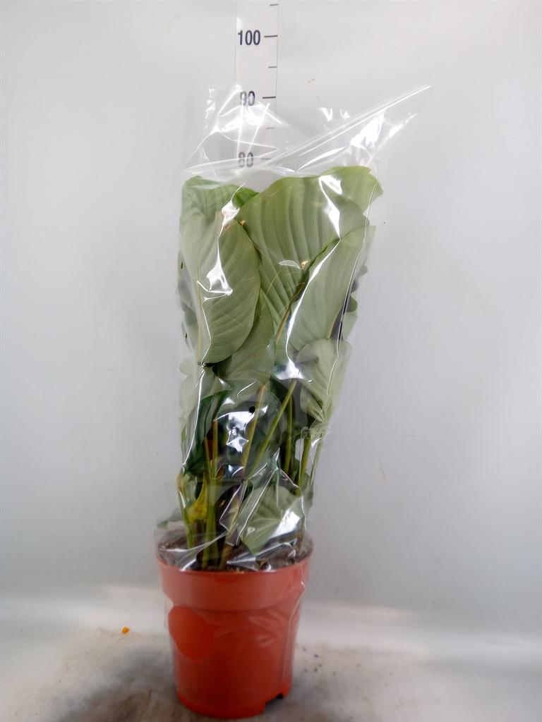 Горшечные цветы и растения оптом Calathea Sanderiana от 1шт из Голландии с доставкой по России
