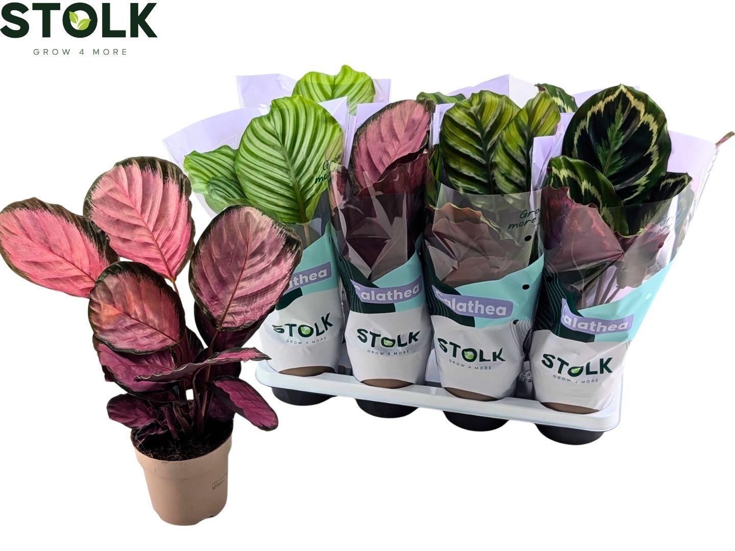 Горшечные цветы и растения оптом Calat Gem 4 Srt от 8шт из Голландии с доставкой по России