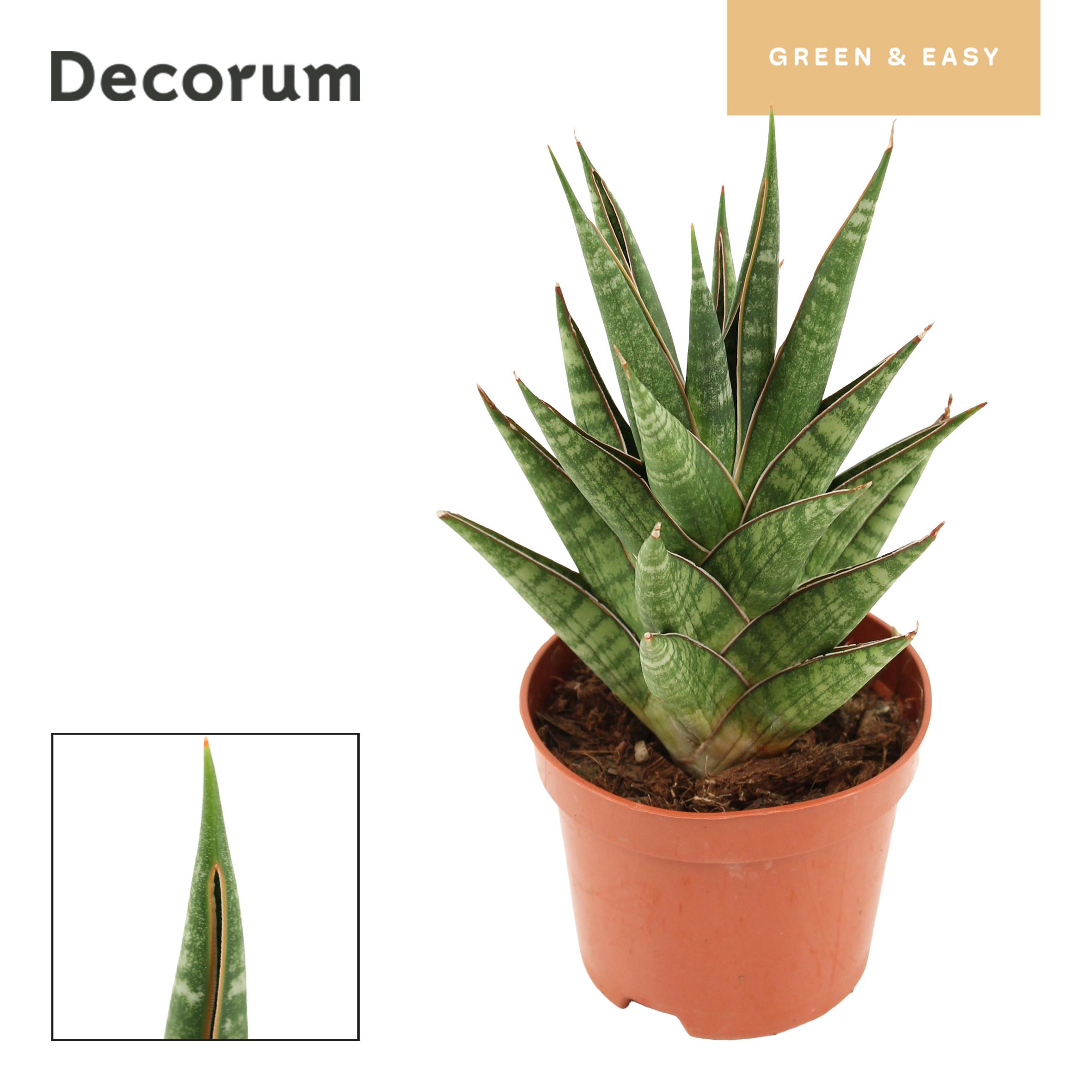 Горшечные цветы и растения оптом Sansevieria Prickles Crown от 12шт (для телеги) из Голландии с доставкой по России