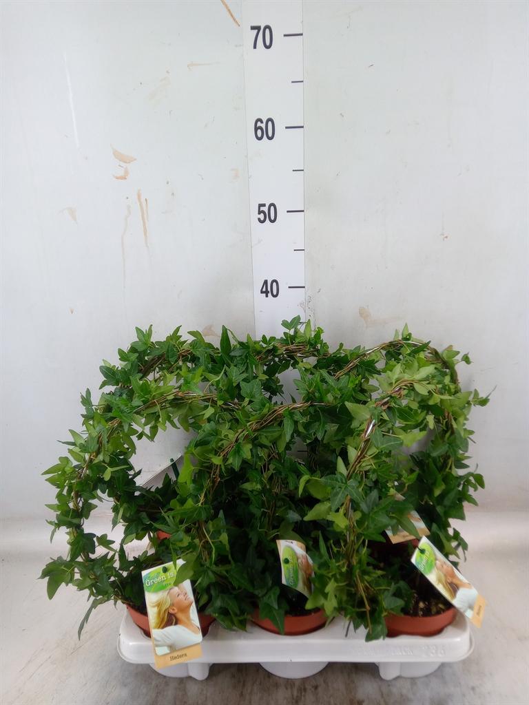 Горшечные цветы и растения оптом Hedera   ...green Leafed от 6шт из Голландии с доставкой по России