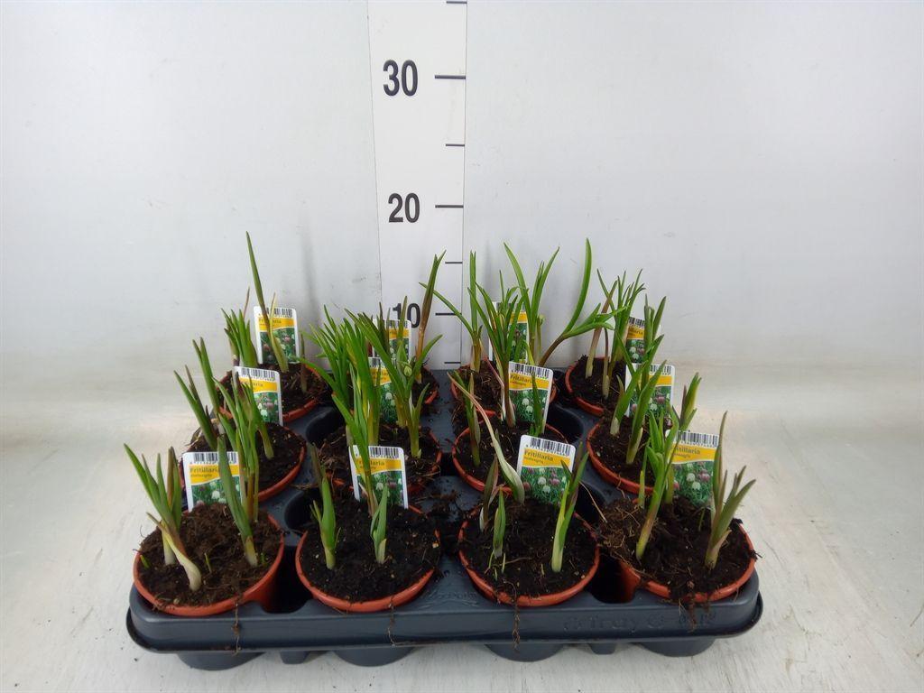 Горшечные цветы и растения оптом Fritillaria Meleagris от 12шт (для телеги) из Голландии с доставкой по России