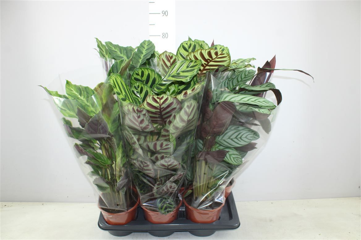 Горшечные цветы и растения оптом Calathea Mix от 6шт из Голландии с доставкой по России