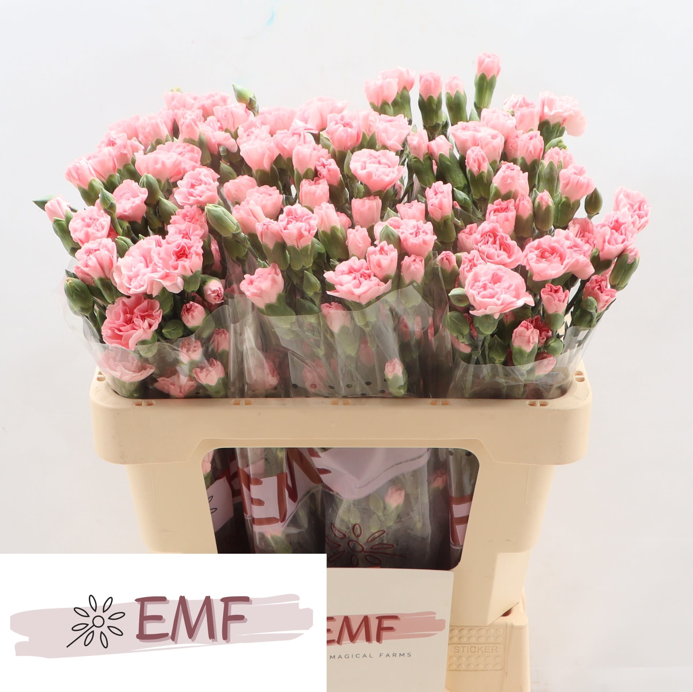 Срезанные цветы оптом Dianthus sp rascal pink от 60шт из Голландии с доставкой по России