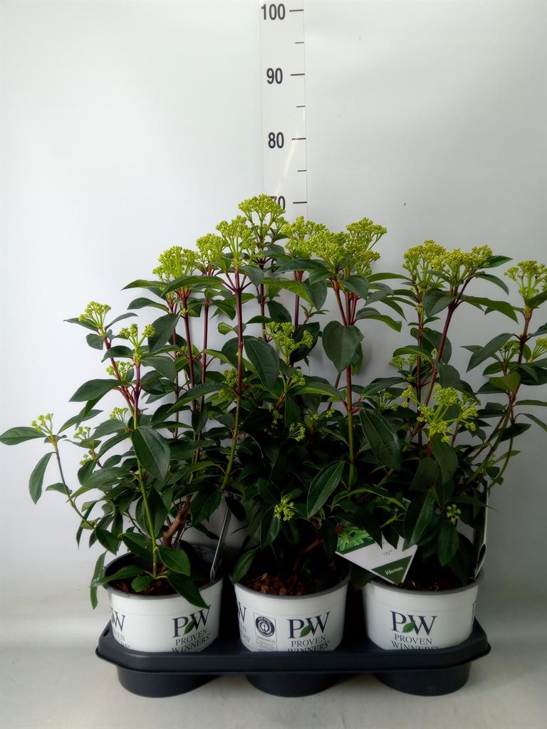 Горшечные цветы и растения оптом Viburnum Davidii от 3шт из Голландии с доставкой по России