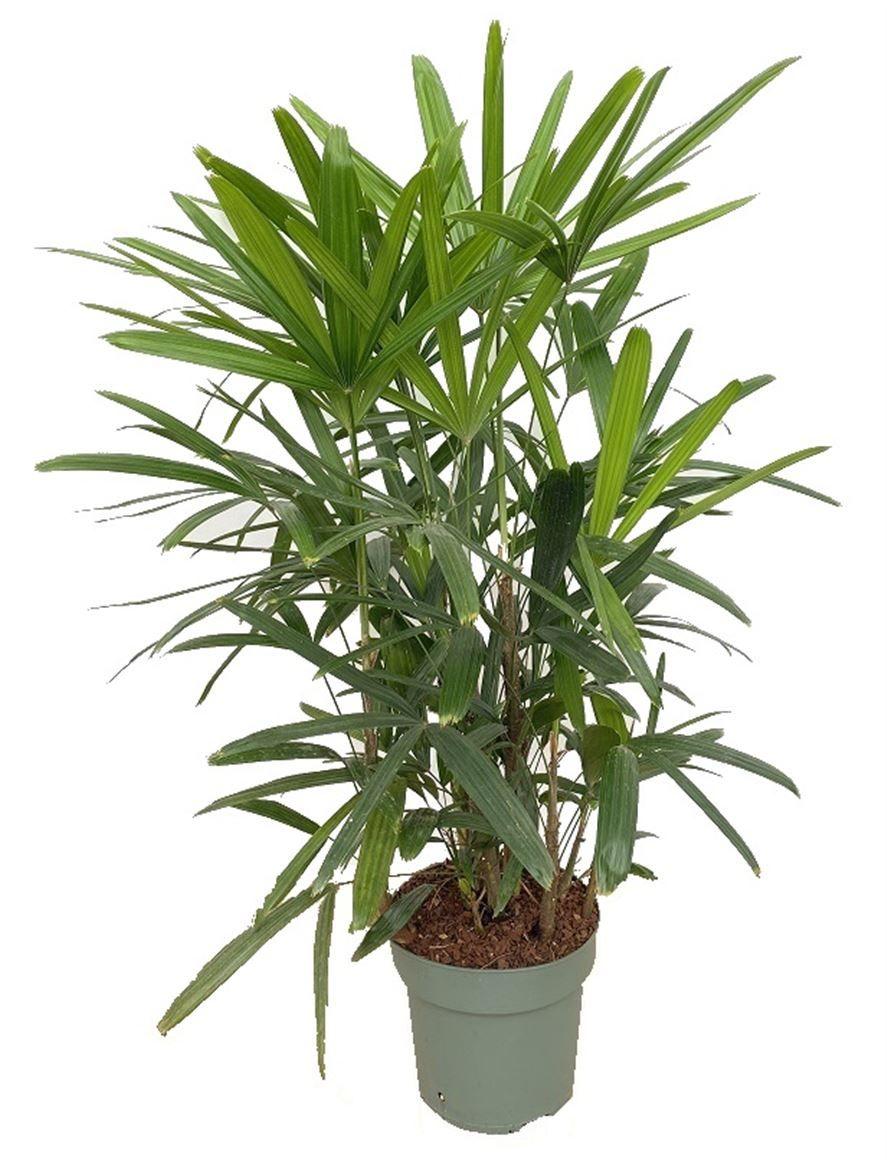 Горшечные цветы и растения оптом Rhapis Excelsa от 1шт из Голландии с доставкой по России