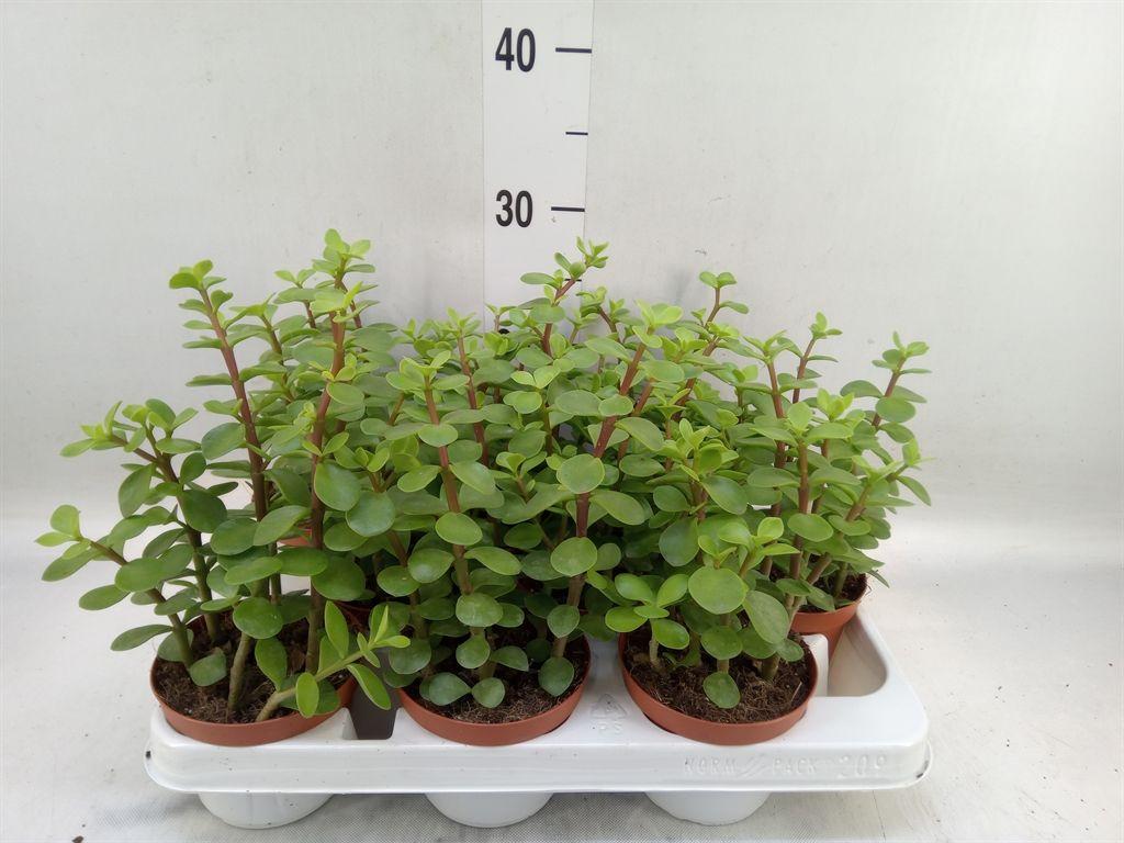 Горшечные цветы и растения оптом Portulacaria Afra от 9шт из Голландии с доставкой по России